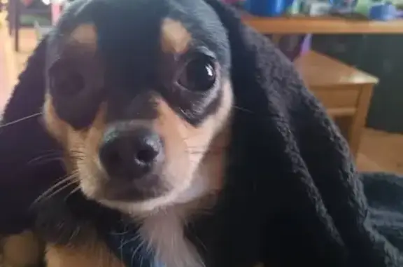 Friendly Chihuahua Lost on Keller St