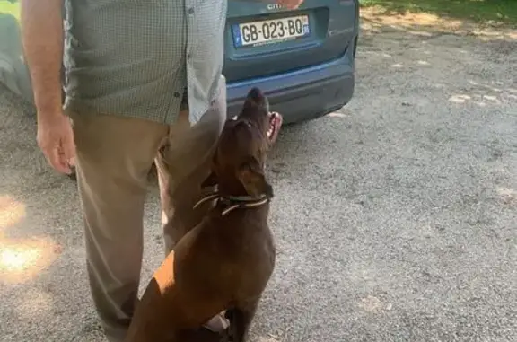 Chienne braque trouvée à Gintrac - photo
