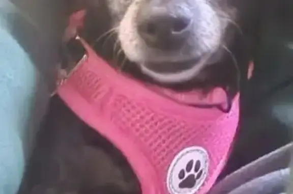 Lost Black Chihuahua: Pink Collar, Menominee