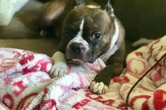 Lost Boston Terrier: Lazy Eye, Last Seen