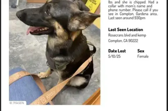 Lost Dog: Black & Brown, Torrance Blvd