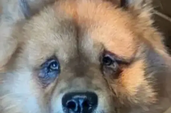 Lost Skittish Dog: Sightings Needed!
