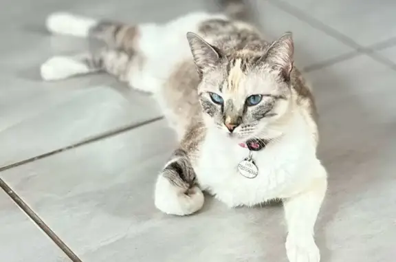 gato desaparecida