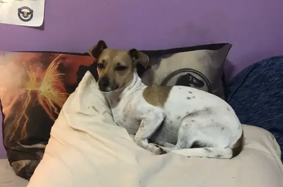 Lost Dog: Friendly, White & Brown Spots