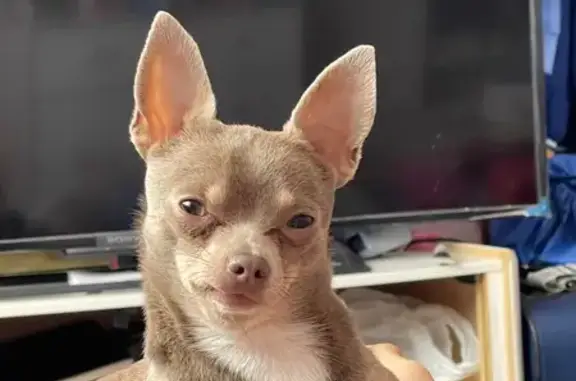 Lost Dog in Columbus: Tan & Grey