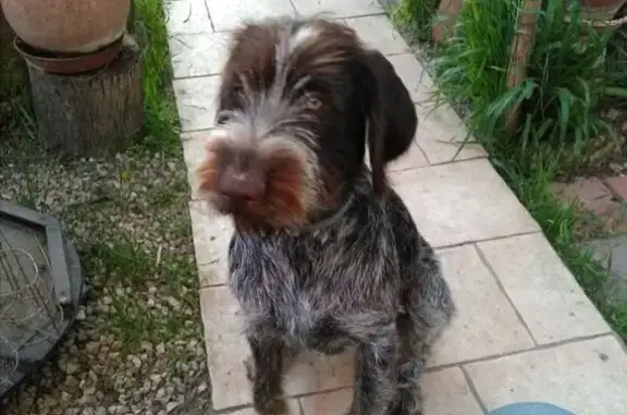 Chien perdu , photo : Chien Drahthaar perdu près de Soudorgues