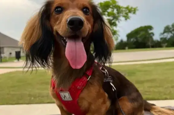 Lost Dog: Red Harness, Esk Ave, Celina