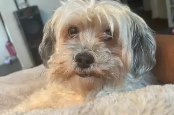 Help Find Cotton: Lost Shih Tzu Poodle Mix