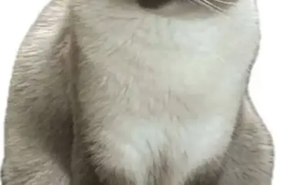 Lost Siamese Cat 'Pony' on Stadium Dr