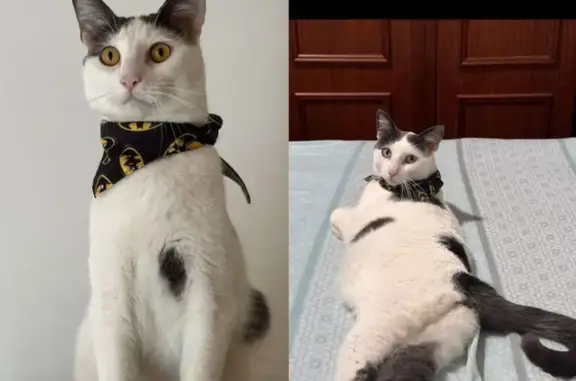 Gatos perdidos, , foto: Gato Perdido con Pañuelo Negro en Bollullos