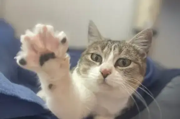 ¡Gatita Gris y Blanca Perdida...