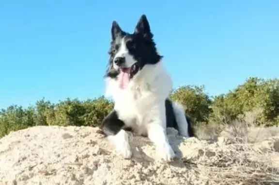 Perro Perdido en Barqueros: Bu...