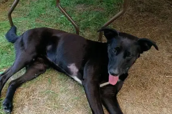 Chien trouvé , photo: Chienne croisée Labrador trouvée à Orée d'Anjou