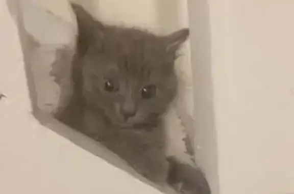 Animaux perdus Roubaix, photo: Chatte grise tigrée perdue à Roubaix