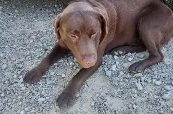 Animaux trouvés , photo: Chien trouvé à Dezize-lès-Maranges