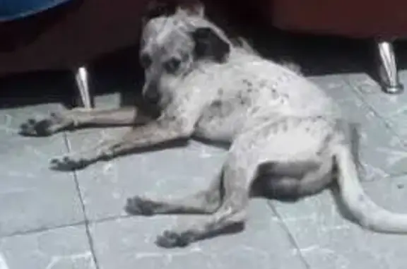 Perro perdido: Blanco con manc...