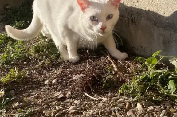 Perdu : Simba, chat blanc sourd, Méaulte - photo