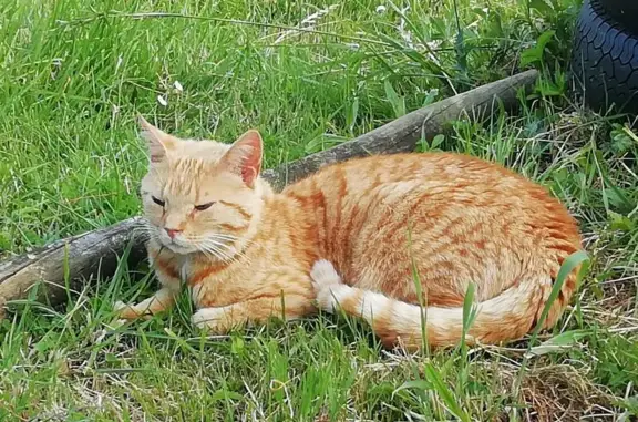 Chatte rousse tigrée trouvée à Maisdon - photo