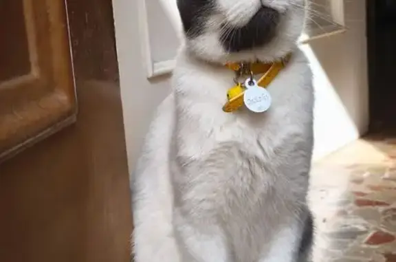 ¡Ayuda! Gato perdido en Rota,...
