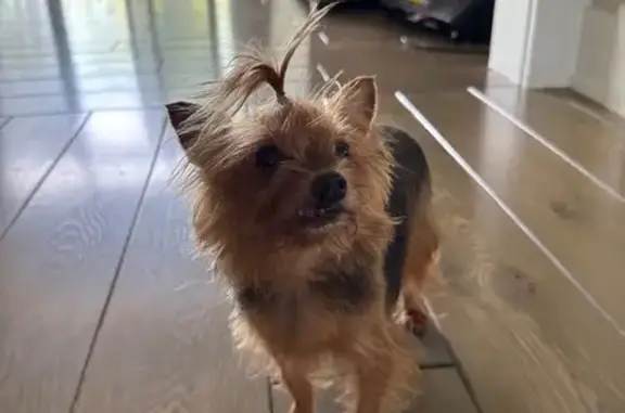 Lost Yorkie: Myrtle Park, Schaumburg