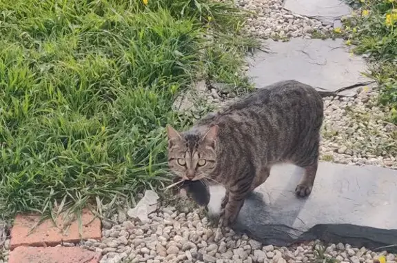 Animaux perdus , photo: Chat perdu à Loire-Authion : Edgar