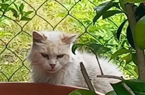 Chat trouvé Pau, photo: Chatte crème aux yeux bleus trouvée à Pau