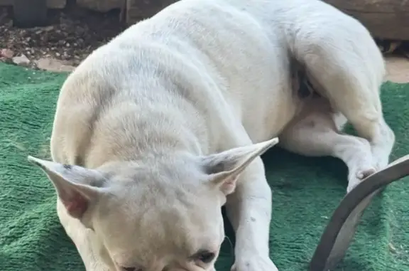 Lost: Small White Dog, Black Tail Spot