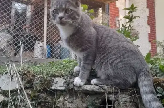 Animaux perdus Montmorency, photo: Chat perdue, Gris tigré, Montmorency