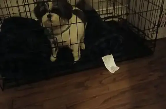 Lost Shih Tzu: Sunset Ave, Flossmoor