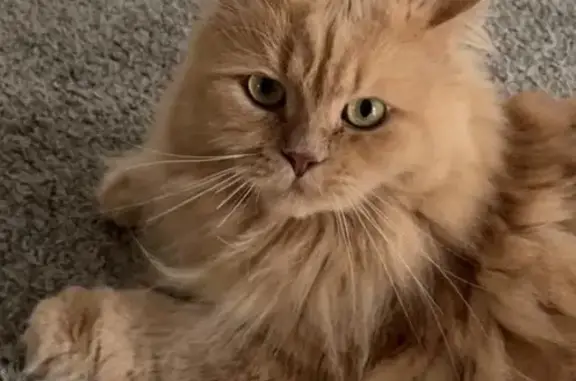 Animaux perdus , photo: Chat beige crème perdu à Pralognan