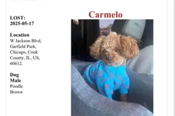 Lost Dog: 
