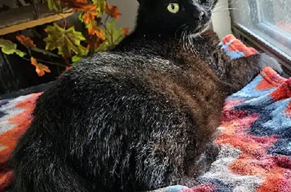 Friendly Black Cat Found Near...
