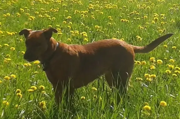 Chien perdu Pommeret, photo : Chien marron perdu Rue des Pommiers