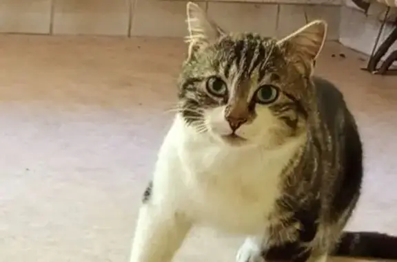 Chat trouvé , photo: Chat trouvé non pucé à Val-de-Virieu