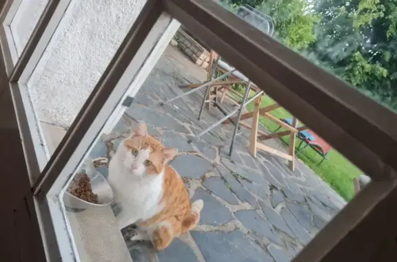 Animaux trouvés , photo: Chat mâle roux et blanc blessé trouvé