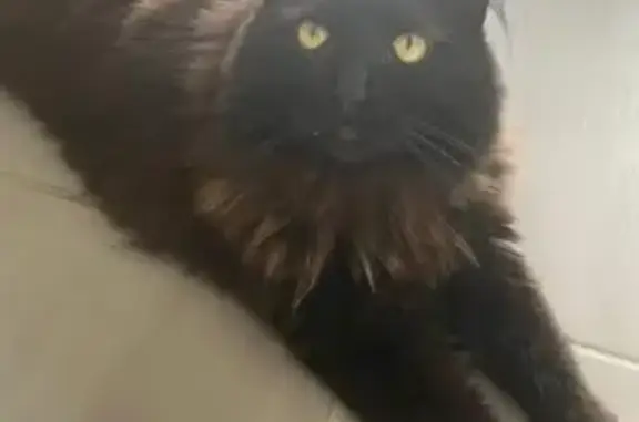 Animaux perdus Limoges, photo: Chatte noire perdue à Limoges