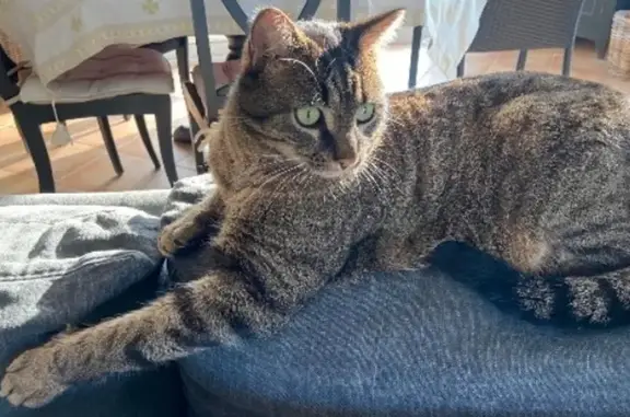 Chat tigré perdu, 5 ans, Montlouis-sur-Loire - photo