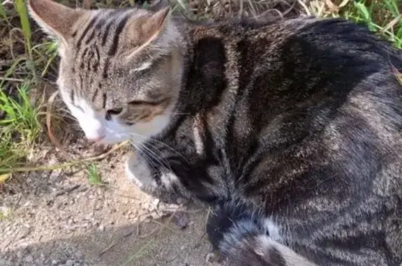 Chat mâle marron/blanc trouvé à Ramonville - photo