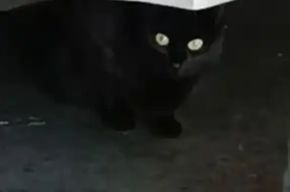Petite chatte noire perdue à Brest - photo