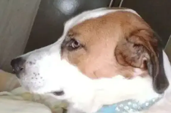 cachorro desaparecida