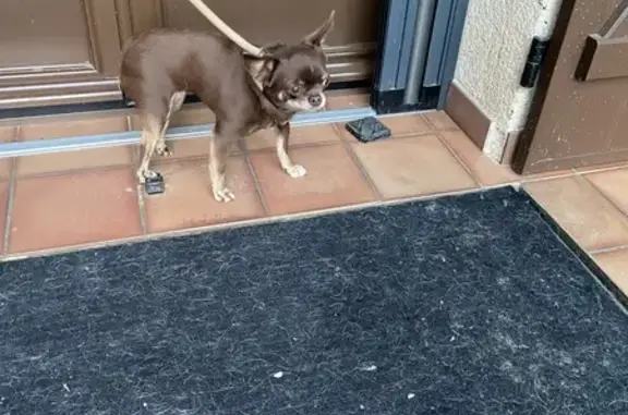 Chien trouvé Montigny-sur-Loing, photo: Chihuahua marron trouvé, collier 