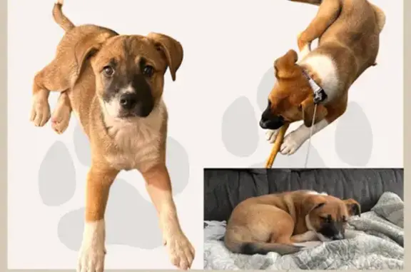 Lost Dog: Brown/White, Purple Collar