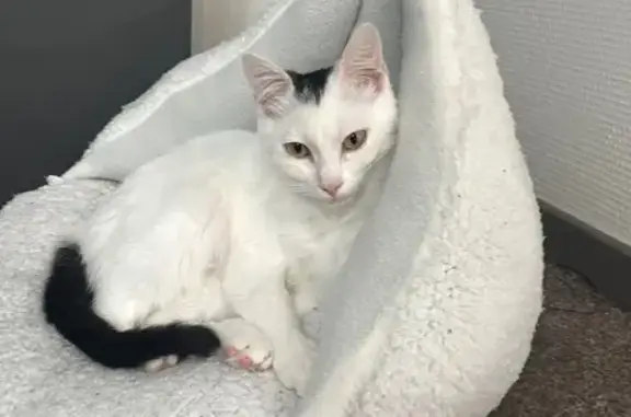 Animaux perdus Bordeaux, photo: Chat perdu : Haku, blanc avec tâches noires
