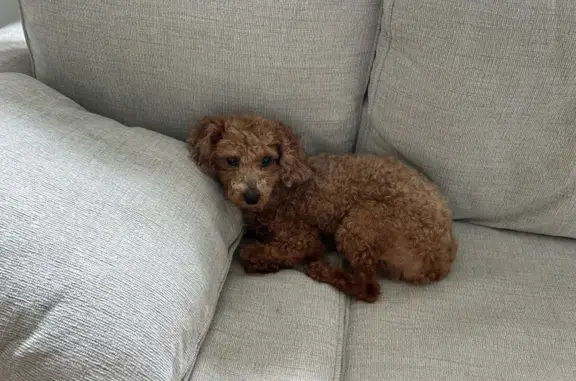 Lost Mini Poodle: No Tail, Eagleville