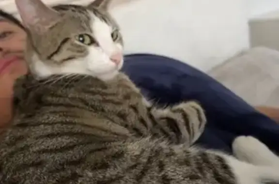 Lost Cat: Pink Nose, Black Mark - Lincoln