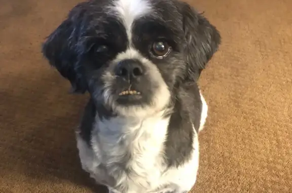 Lost ShiTzu Bo: Friendly, Needs Soft Food