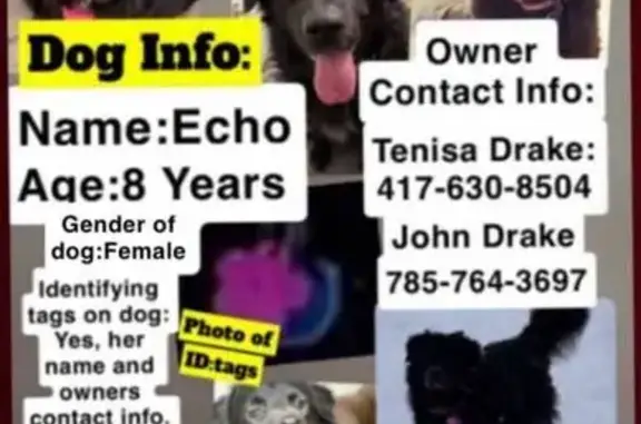 Help Find Echo: Lost Aussie Lab Mix