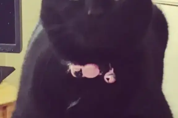 Lost Black Cat Jackie: Friendly & Quiet