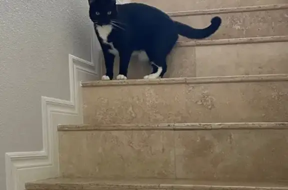 Lost Tuxedo Cat: Yellow Collar, LA