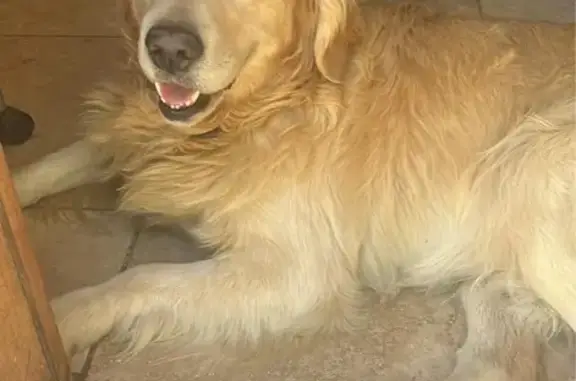 Sweet Golden Retriever Found in LA